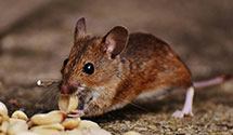 agricultural-pest-management Experts in Chickama